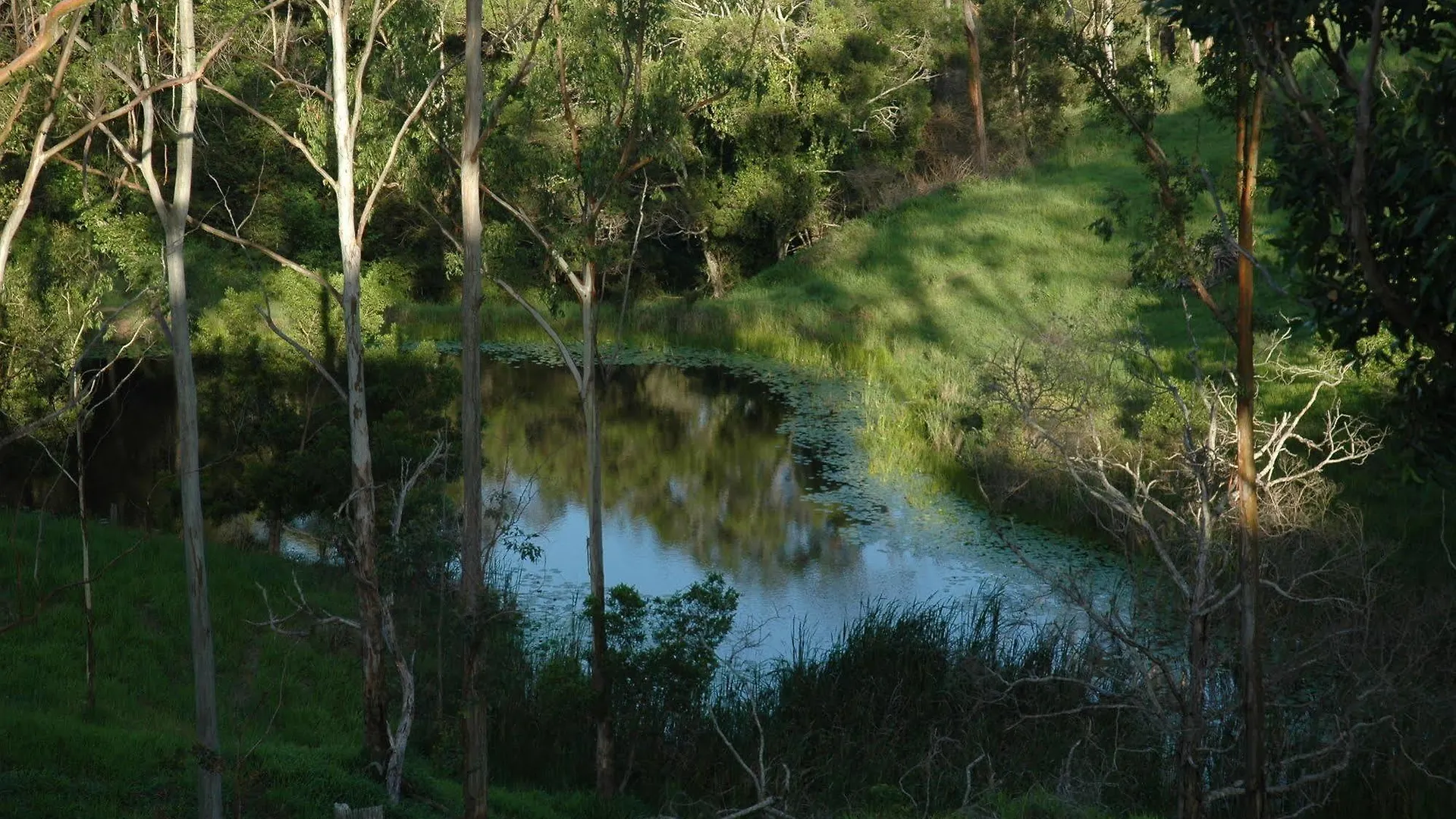 Alojamento de Turismo Selvagem Whispering Valley Cottage Retreat Maleny Austrália